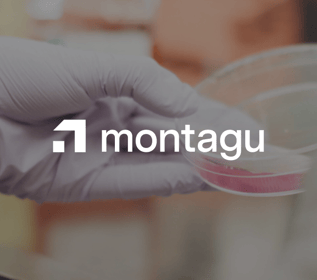 montagu